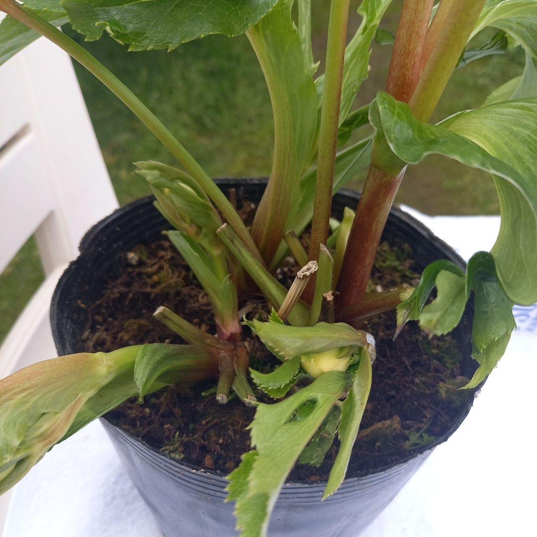 金曜日まで！お買い得！春カラー♪清楚なグリーンリップ♪クリスマスローズ、苗