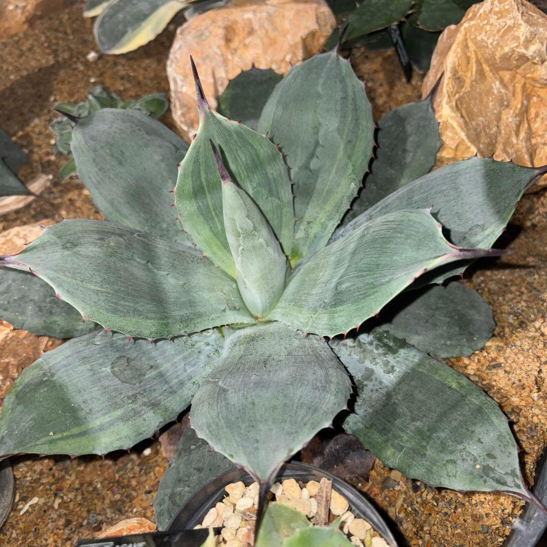 パリーボーダーガード