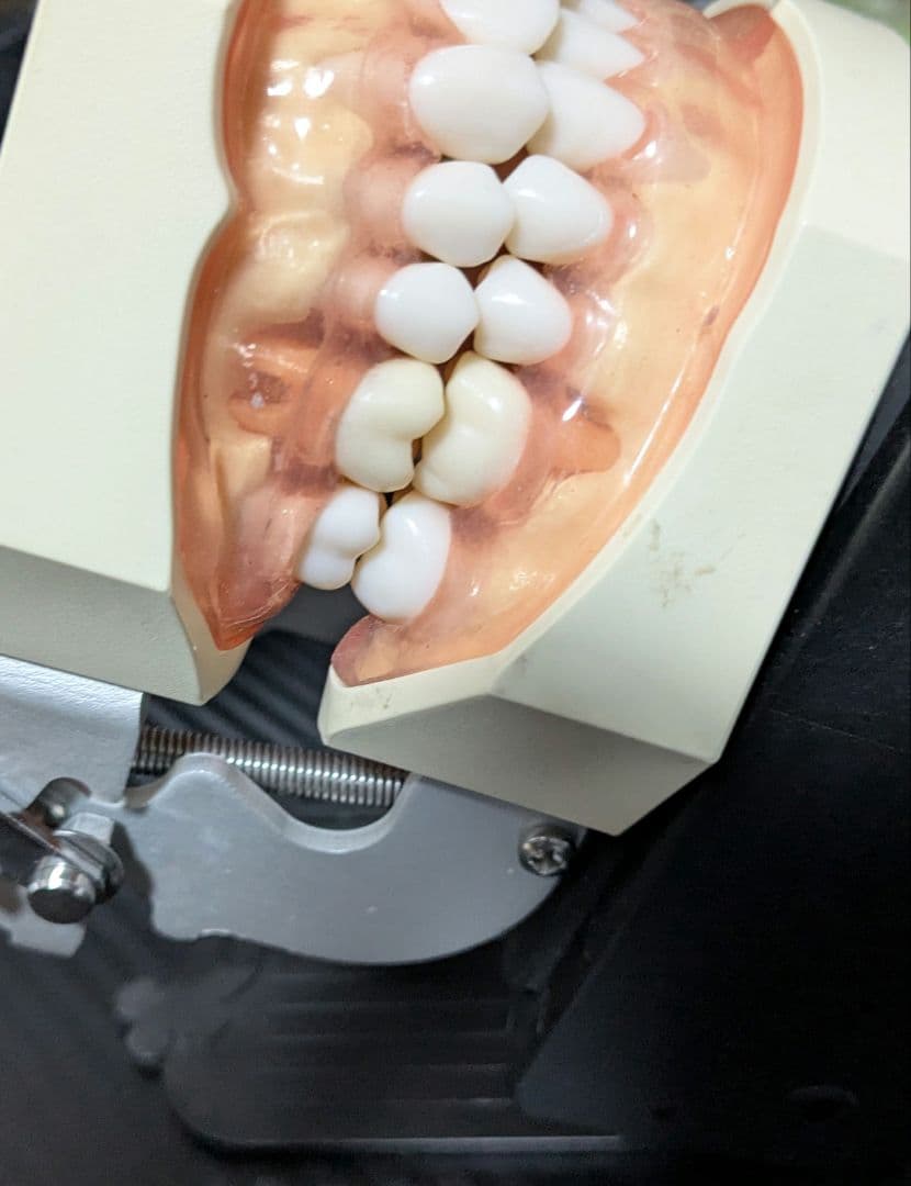 ニッシン　顎模型 複製歯牙着脱模型　実習用 舌、スタンド付き