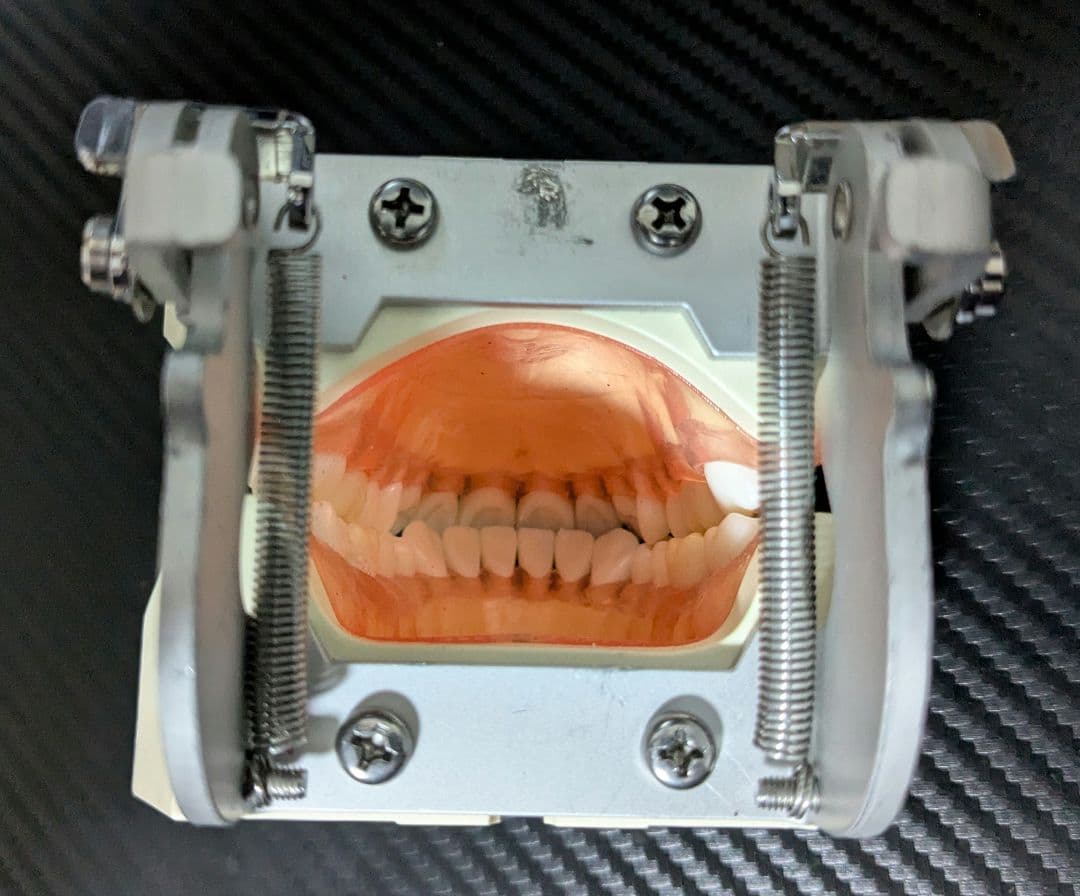 ニッシン　顎模型 複製歯牙着脱模型　実習用 舌、スタンド付き