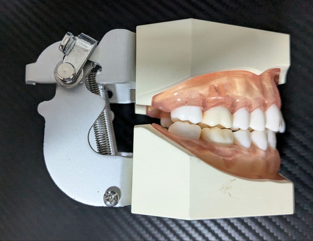 ニッシン　顎模型 複製歯牙着脱模型　実習用 舌、スタンド付き