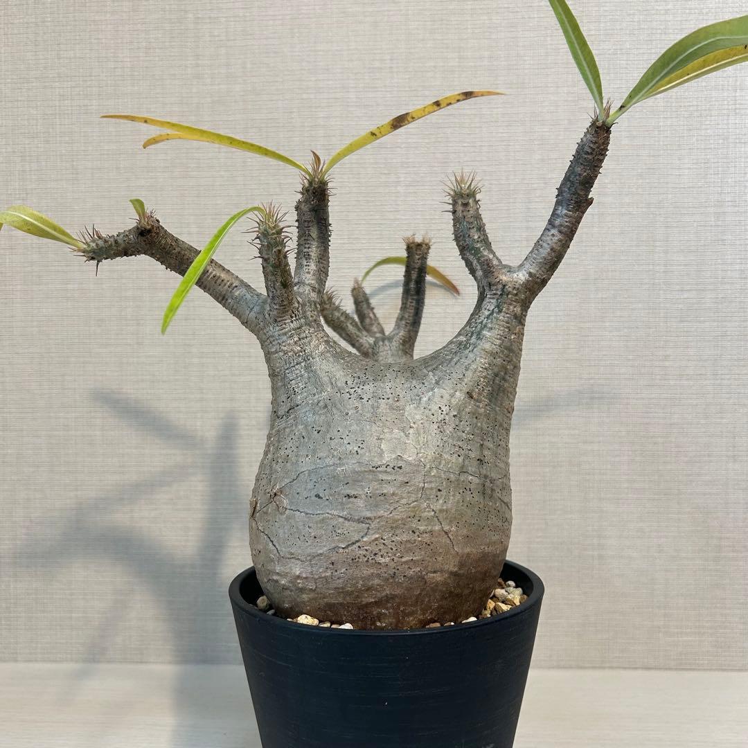 パキポディウム•グラキリス 現地球/現地株　発根済み　塊根植物 12