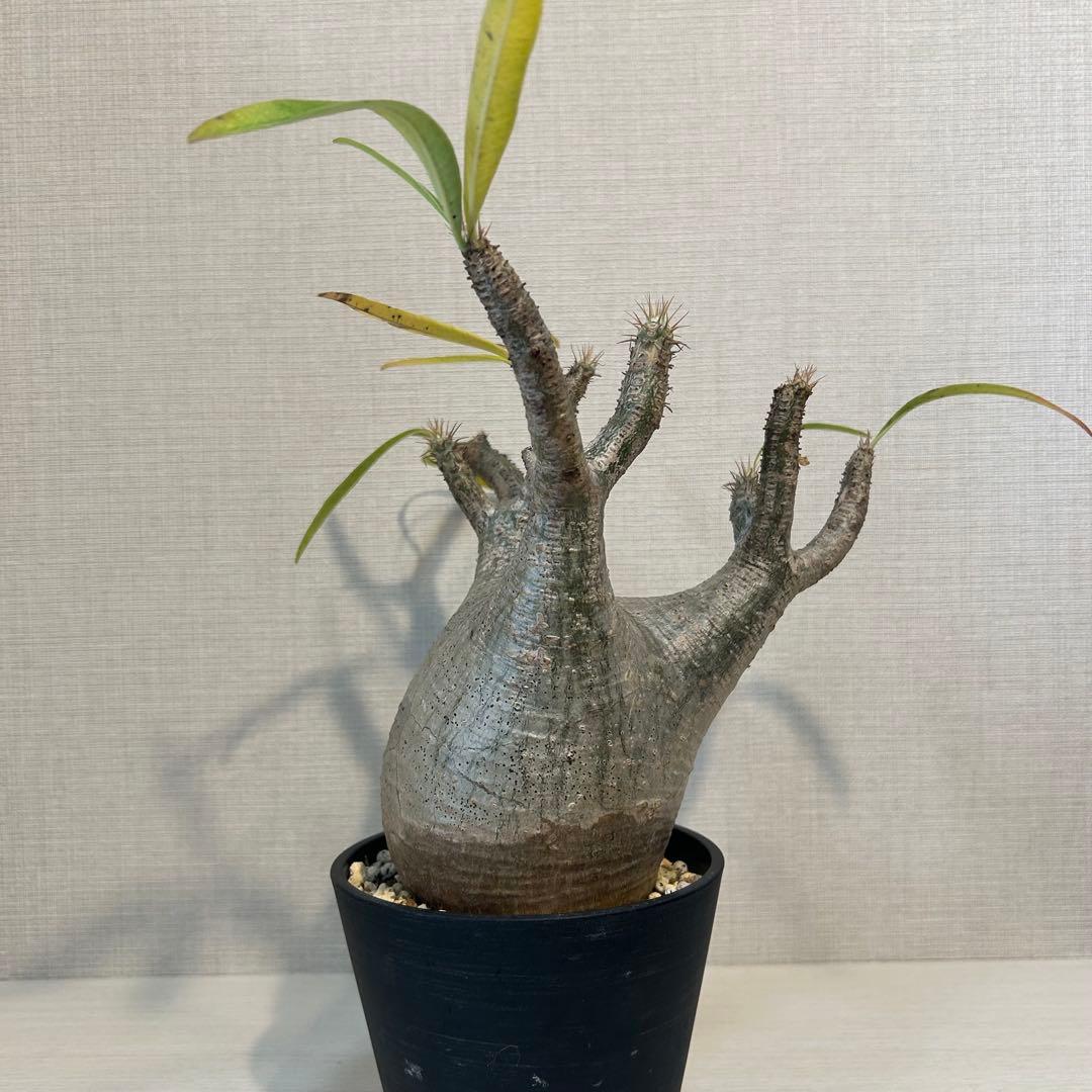 パキポディウム•グラキリス 現地球/現地株　発根済み　塊根植物 12