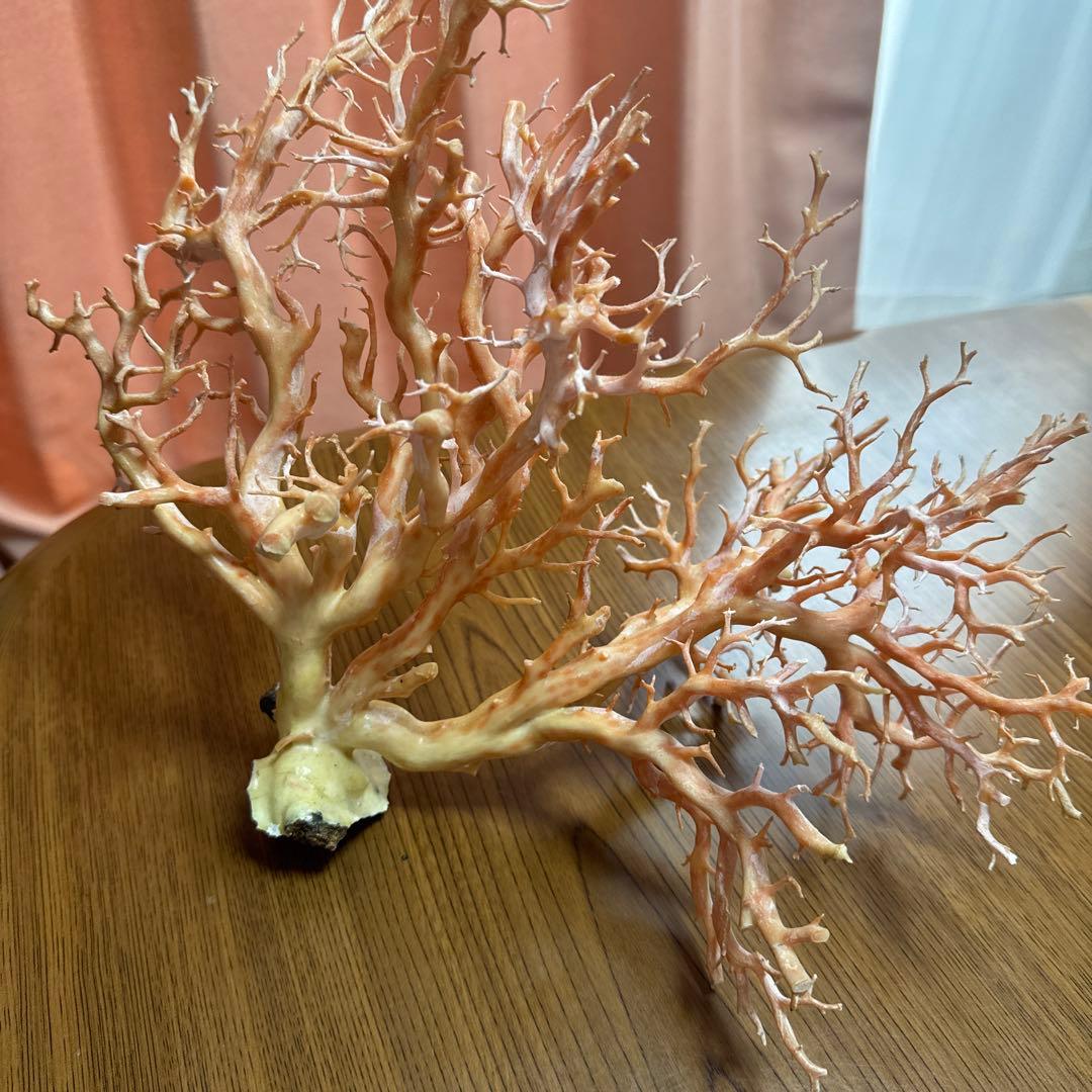 サンゴ　枝　桃色　置物