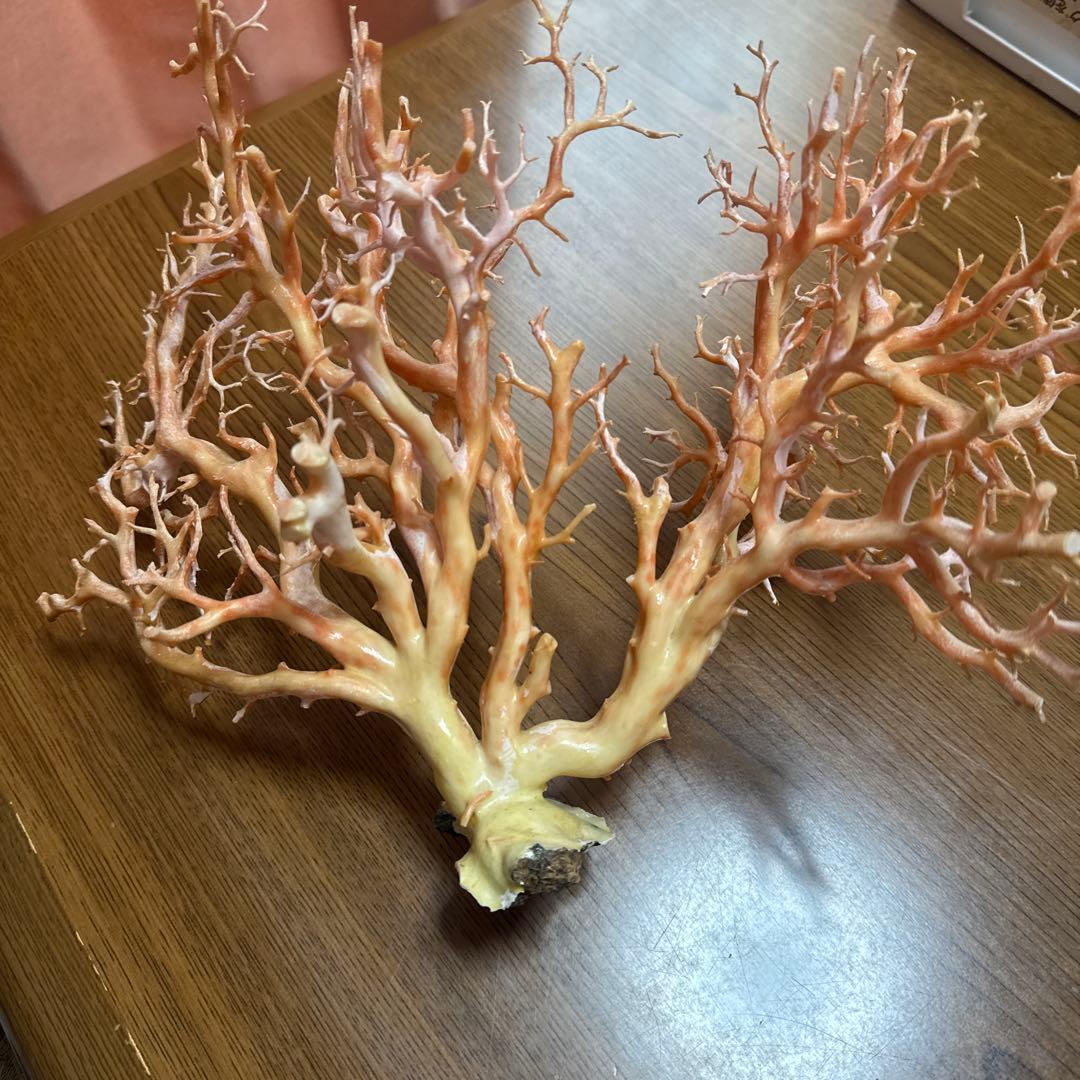 サンゴ　枝　桃色　置物