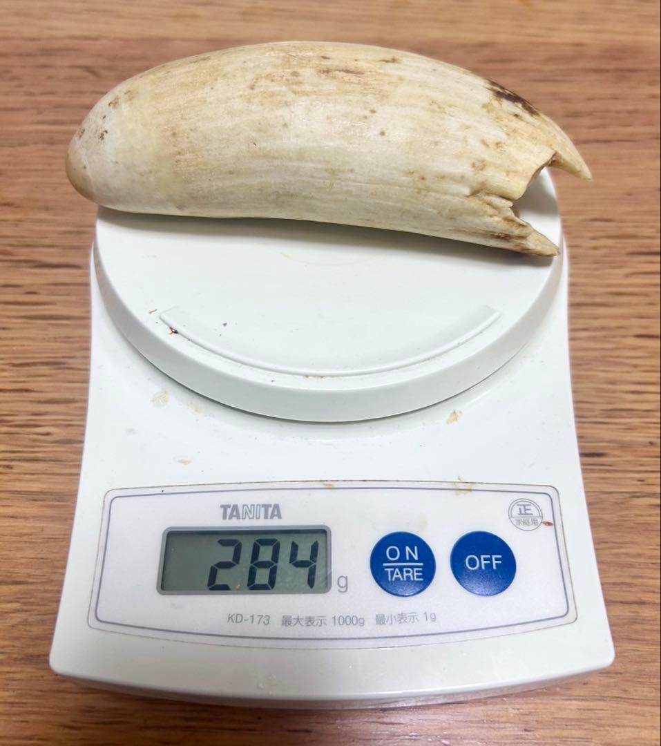 マッコウクジラ　歯　牙　未加工284g