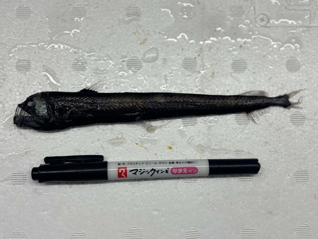 激レア！ホウライエソ大　液浸標本