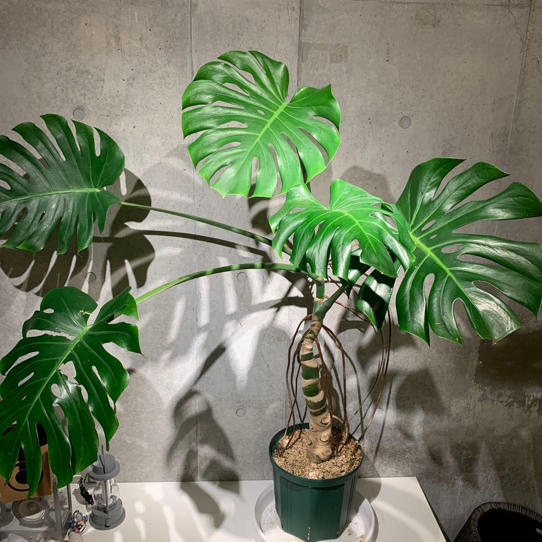 モンステラ 幹上がり　9号