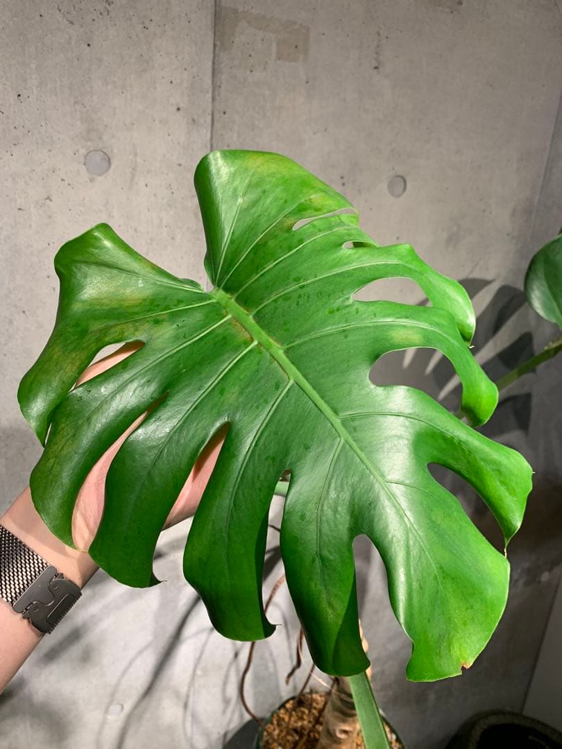 モンステラ 幹上がり　9号