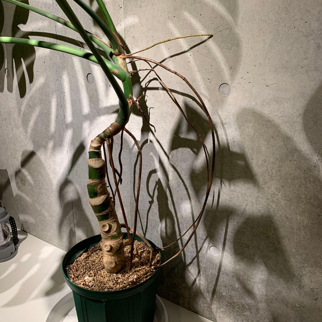 モンステラ 幹上がり　9号