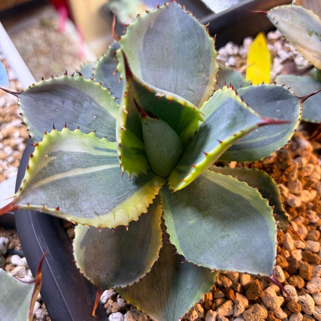 アガベ　ドラゴントゥース錦　ドラド