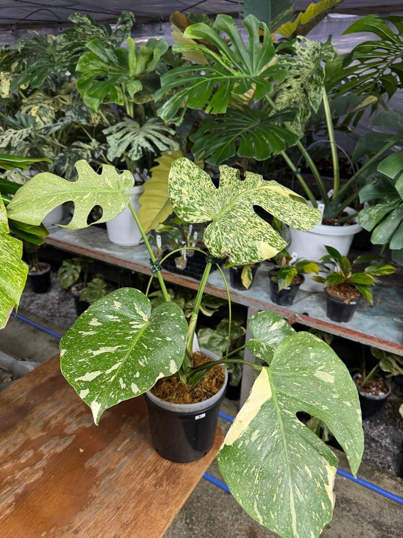 K*o様 3モンステラ　タイコンステレーション　スターライト