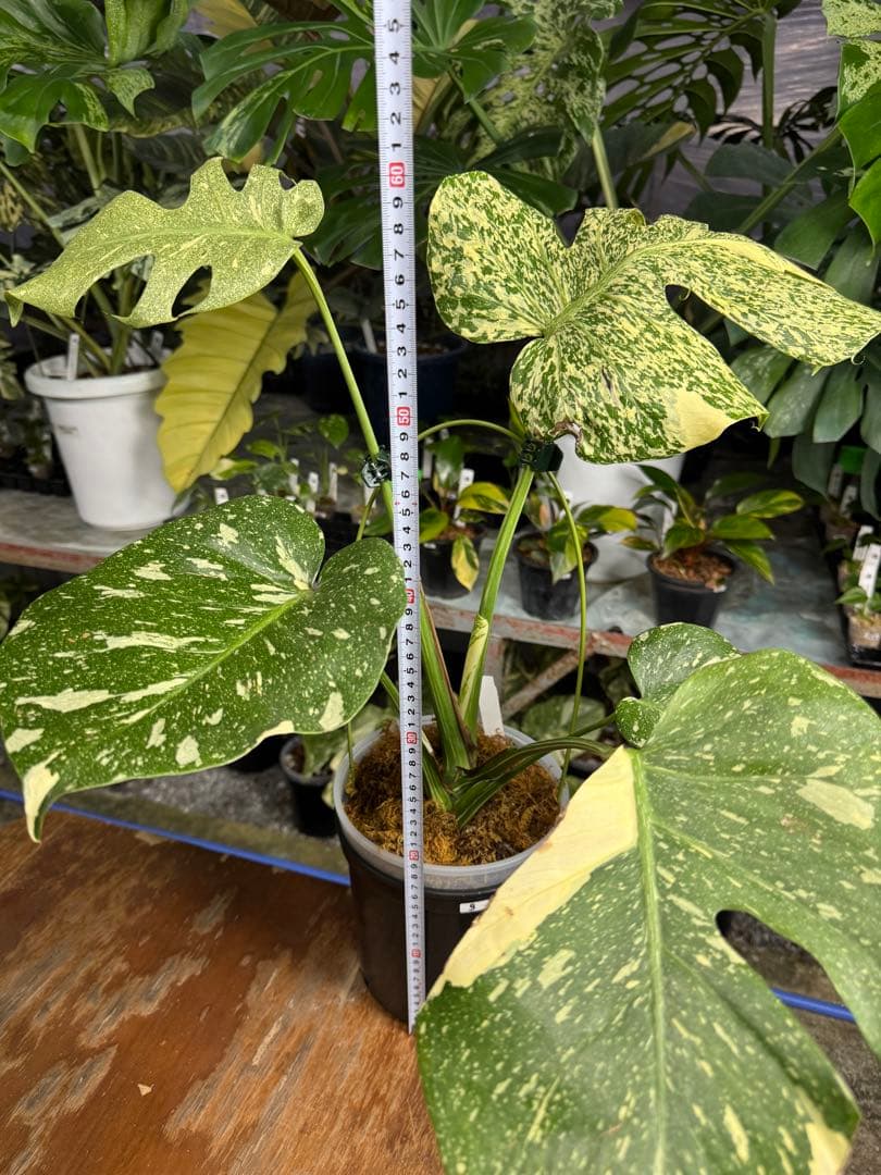 K*o様 3モンステラ　タイコンステレーション　スターライト