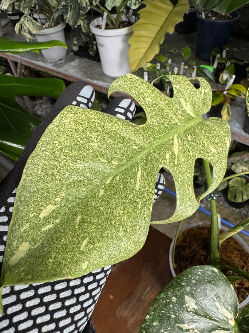 K*o様 3モンステラ　タイコンステレーション　スターライト