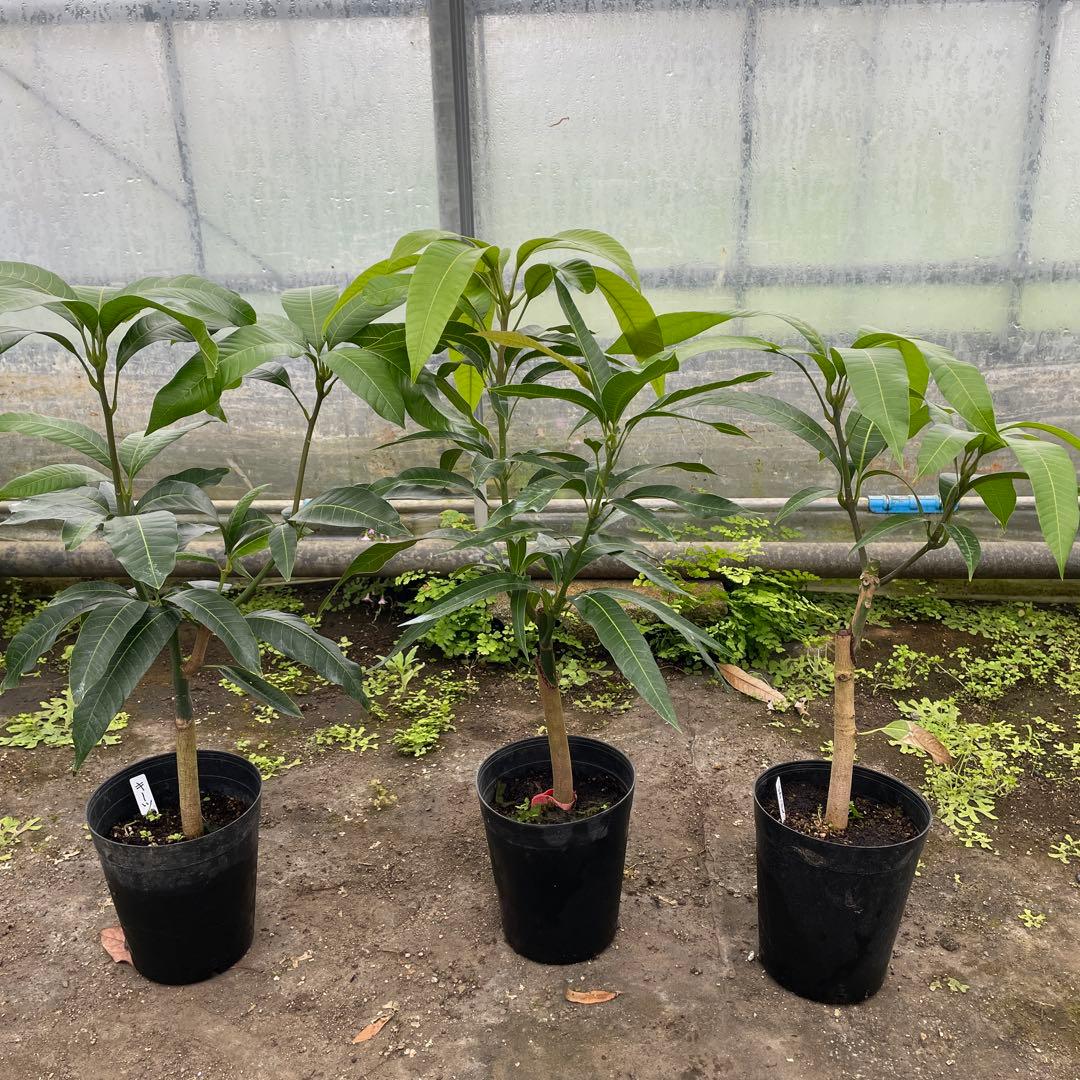 アップル　玉文　キーツ　6号サイズ