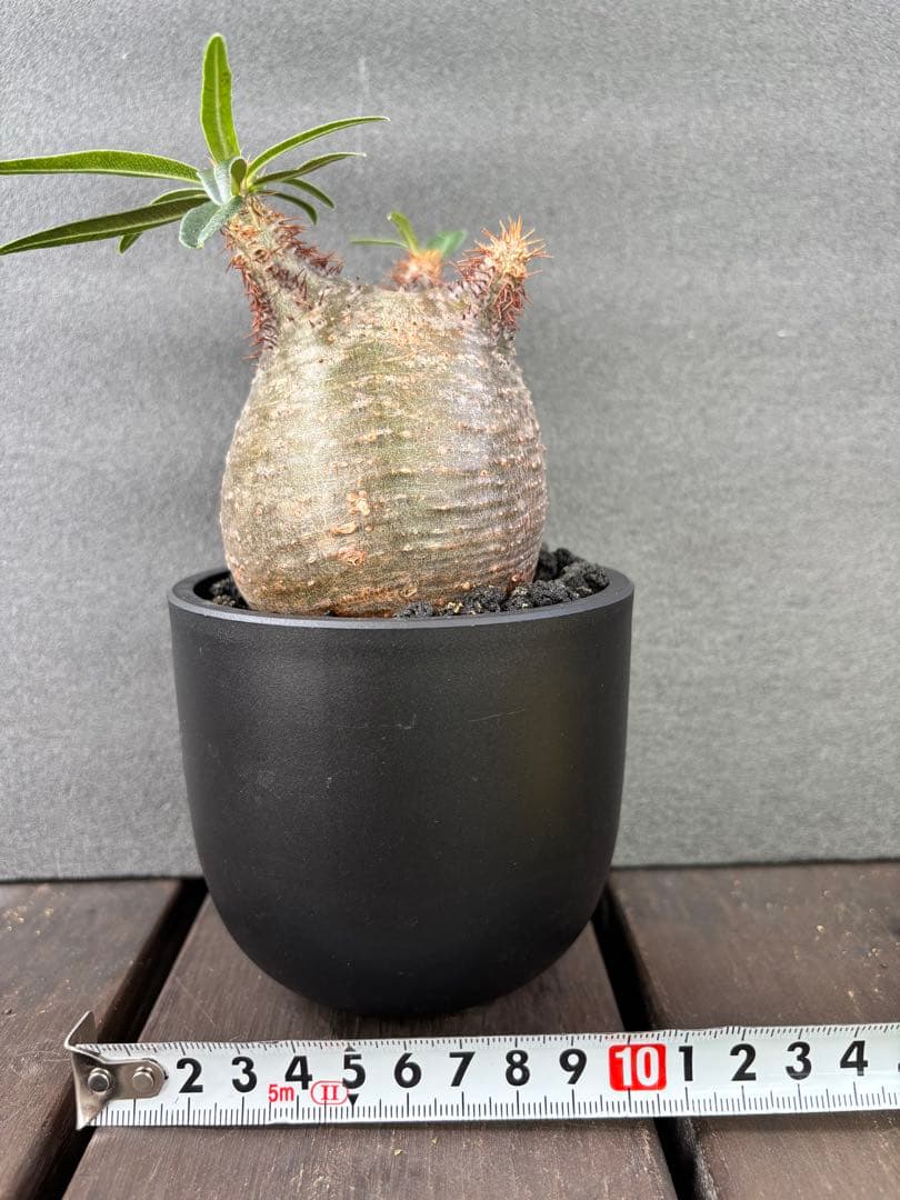 パキポディウム グラキリス(発根済み)