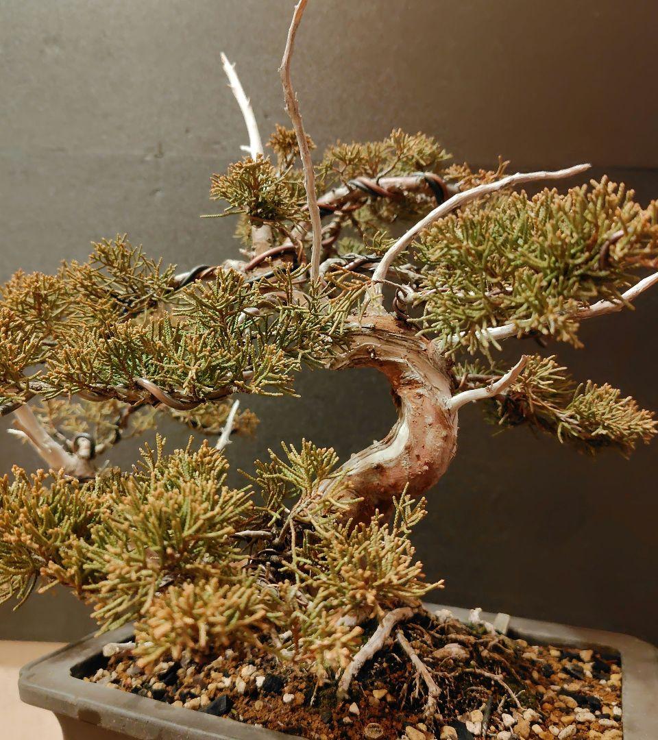 真柏盆栽！