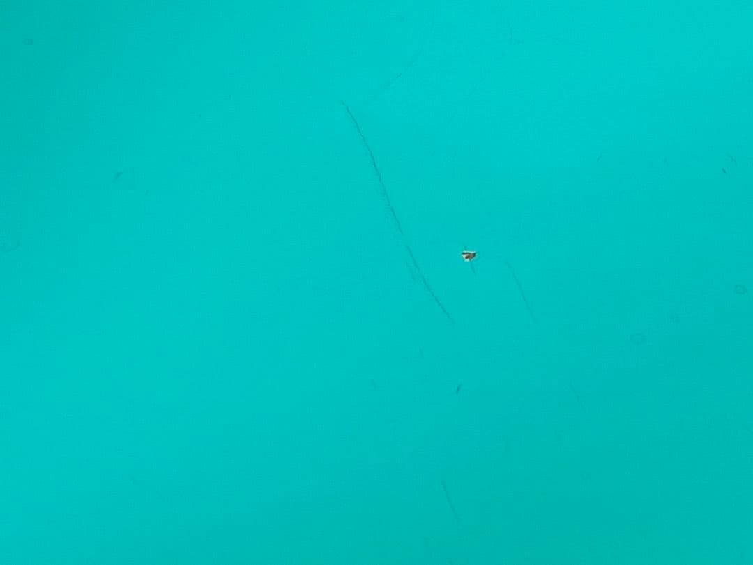 Fritz Hansen フリッツハンセン セブンチェア 1996年製 空色