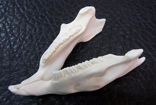 高品質！カピバラ（幼獣）の頭骨