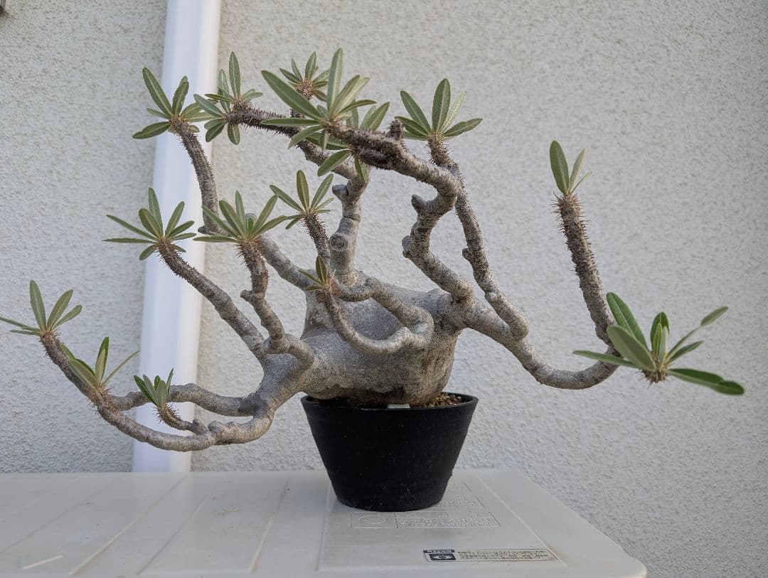 【超大株！】パキポディウム　グラキリス　現地球　発根済み