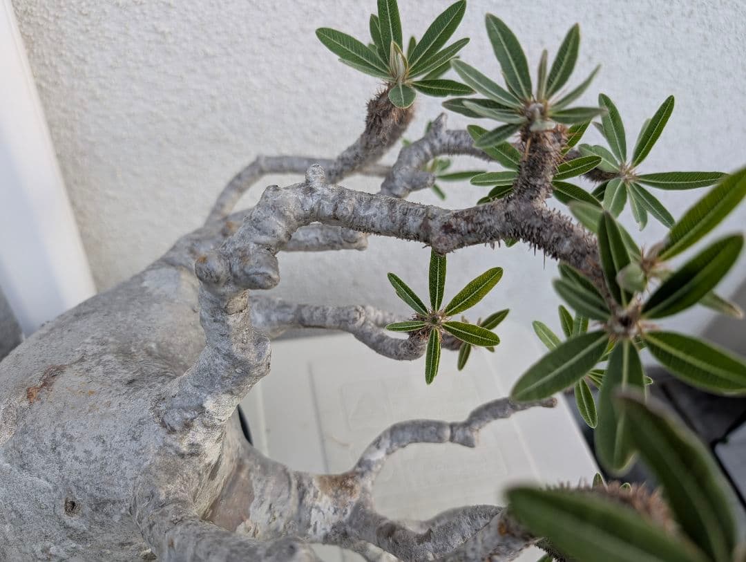 【超大株！】パキポディウム　グラキリス　現地球　発根済み