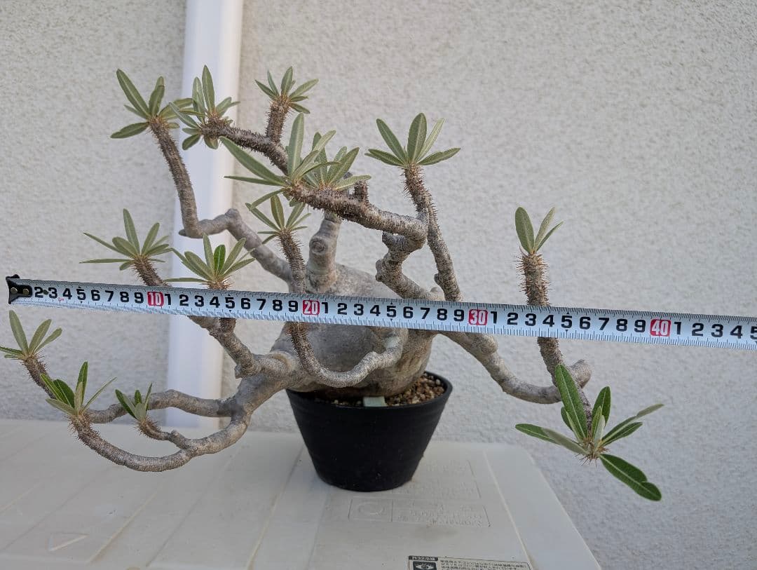 【超大株！】パキポディウム　グラキリス　現地球　発根済み