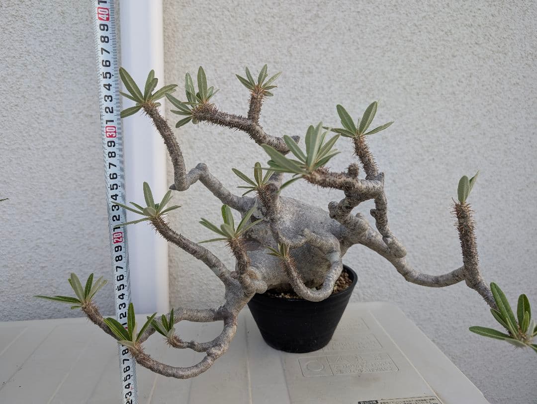 【超大株！】パキポディウム　グラキリス　現地球　発根済み