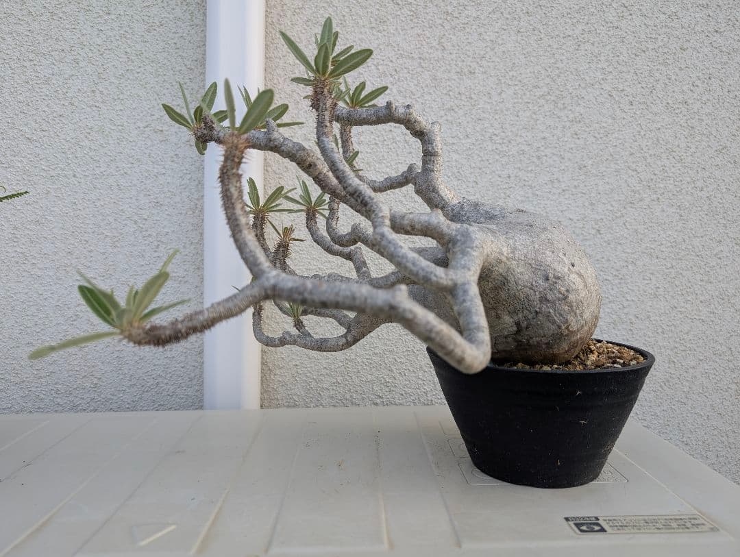 【超大株！】パキポディウム　グラキリス　現地球　発根済み