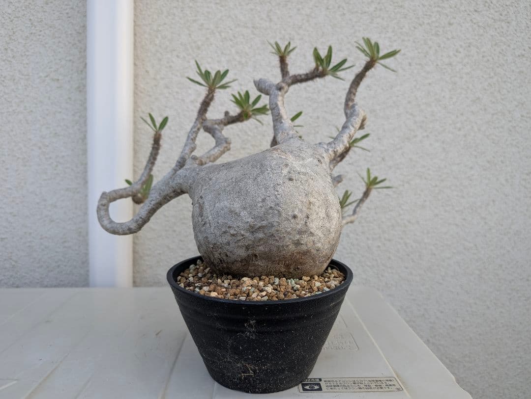 【超大株！】パキポディウム　グラキリス　現地球　発根済み