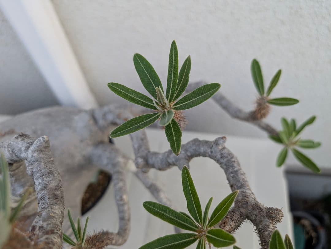 【超大株！】パキポディウム　グラキリス　現地球　発根済み