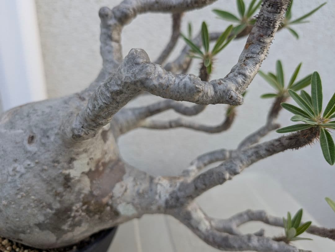 【超大株！】パキポディウム　グラキリス　現地球　発根済み