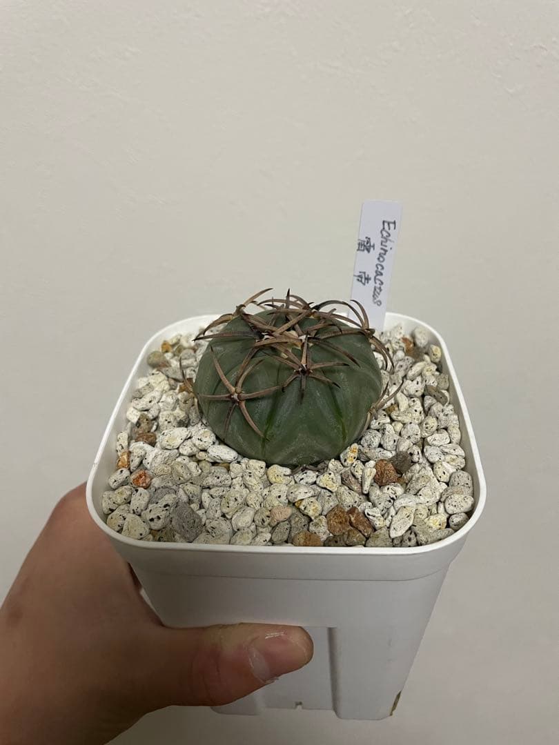 エキノカクタス 雷帝×花王丸