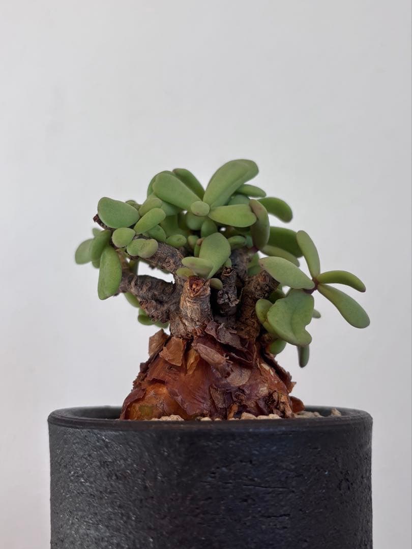 【鬼コレクション株】【手乗り樹木】ケラリア ピグマエア