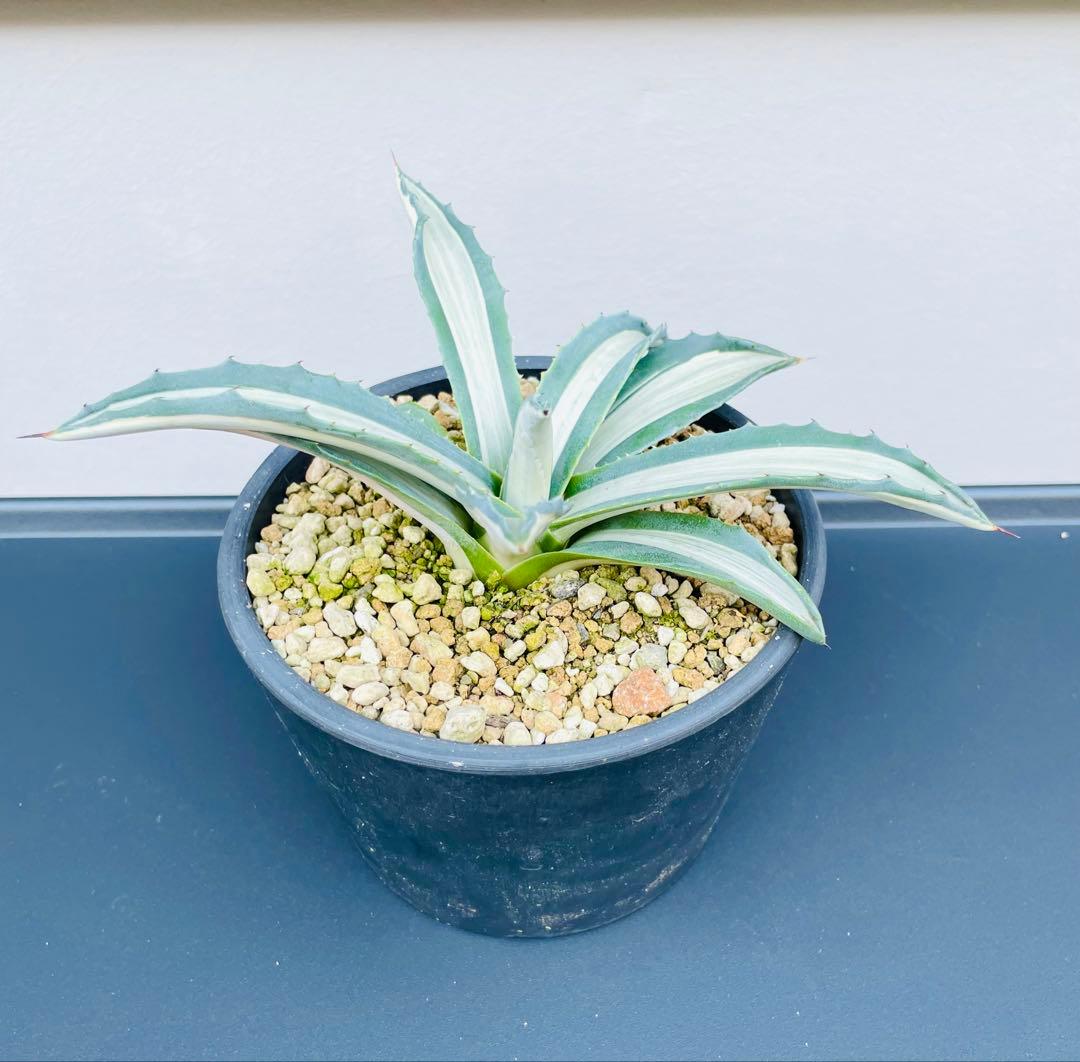 ☆ 葉幅広2株セット☆美株☆大株☆アガベ アメリカーナ華厳