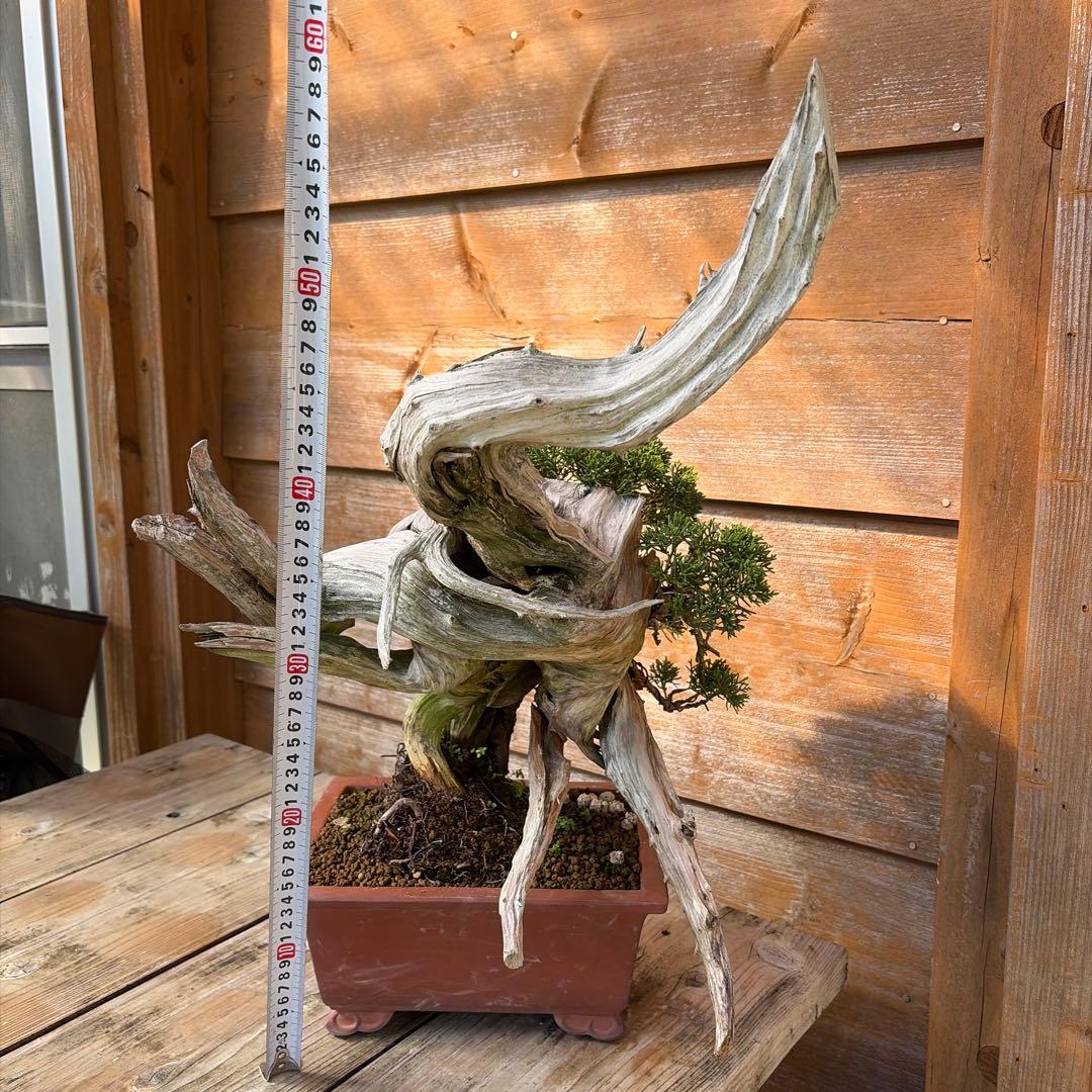 龍*芳様 糸魚川真柏盆栽　創作盆栽　たぬき