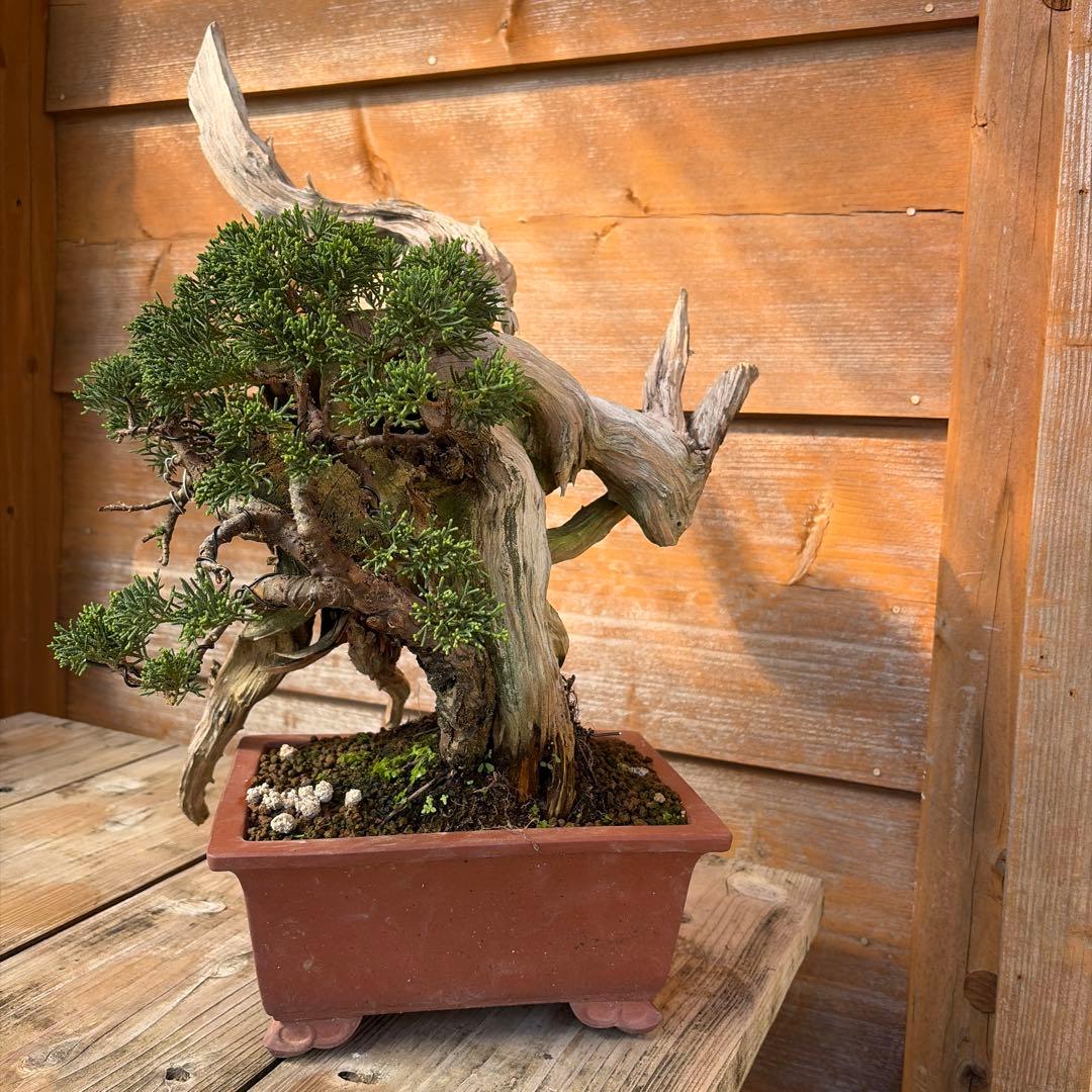 龍*芳様 糸魚川真柏盆栽　創作盆栽　たぬき