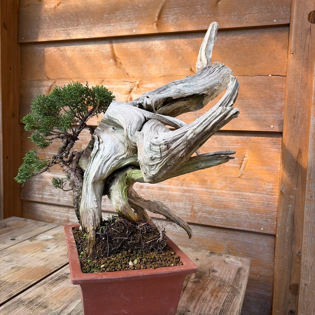 龍*芳様 糸魚川真柏盆栽　創作盆栽　たぬき