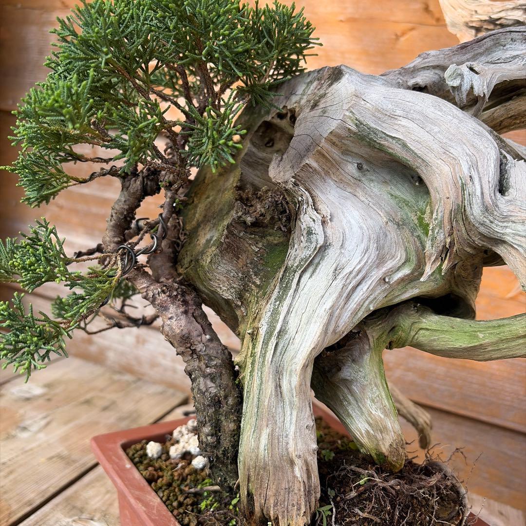 龍*芳様 糸魚川真柏盆栽　創作盆栽　たぬき