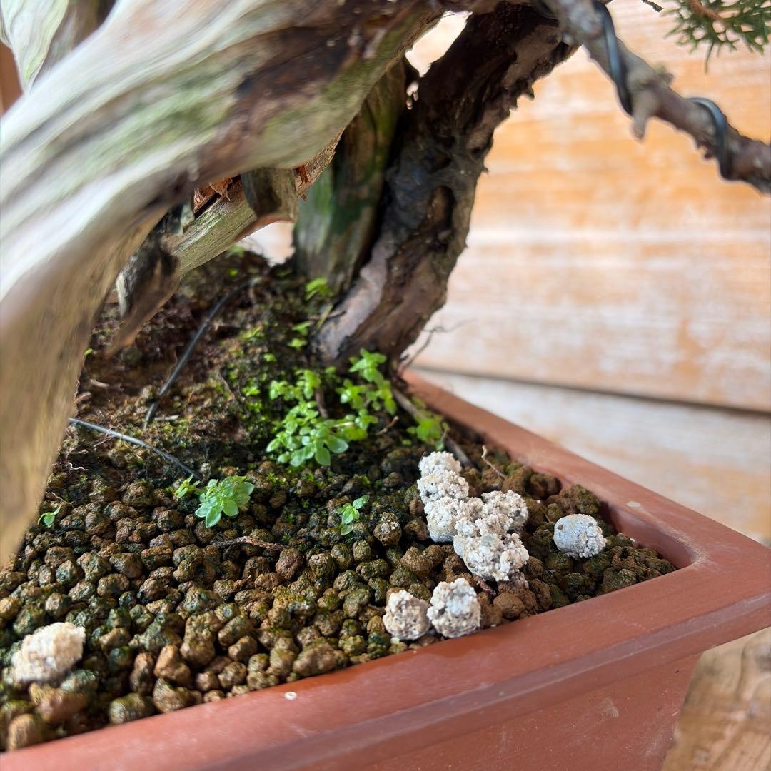 龍*芳様 糸魚川真柏盆栽　創作盆栽　たぬき