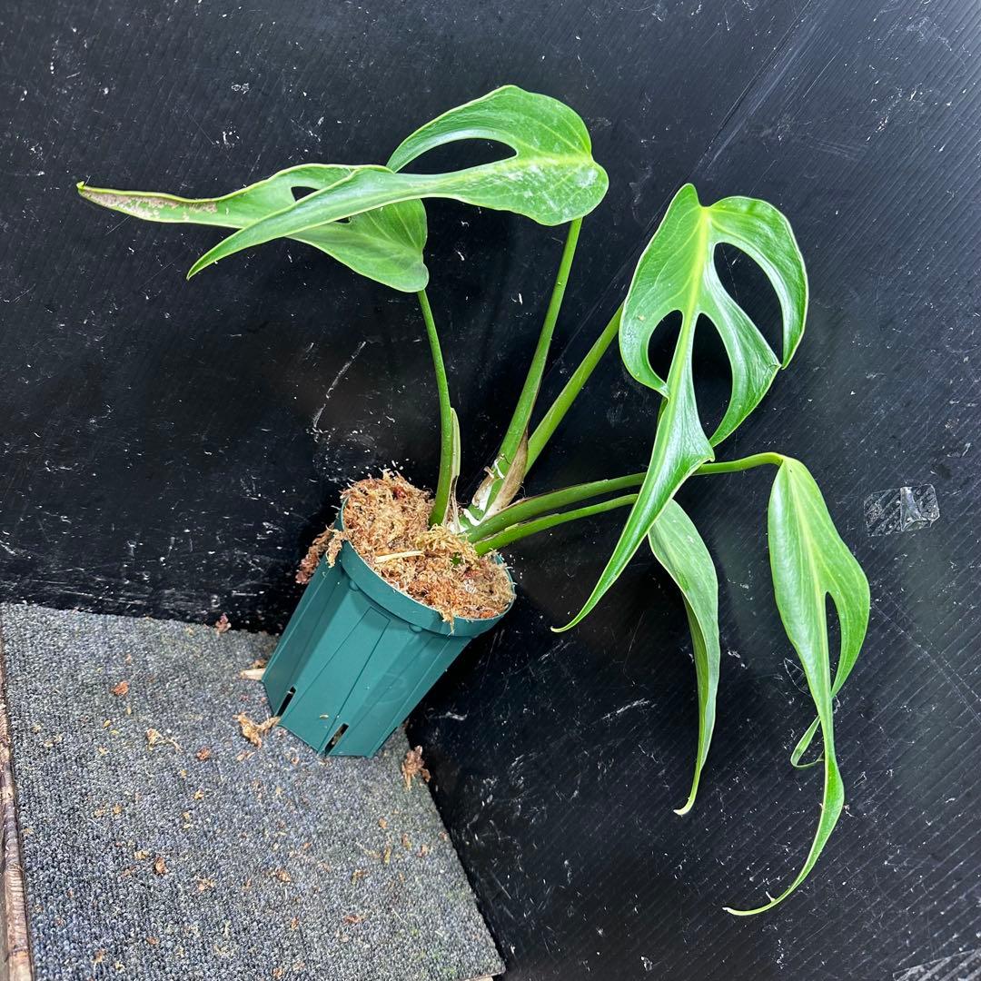 ミ*テ様 モンステラデリシオーサバールマルクスフレーム4号鉢植え大株美株レア