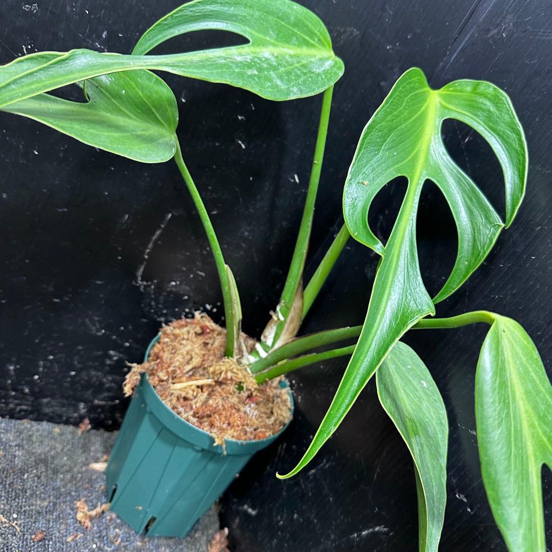 ミ*テ様 モンステラデリシオーサバールマルクスフレーム4号鉢植え大株美株レア