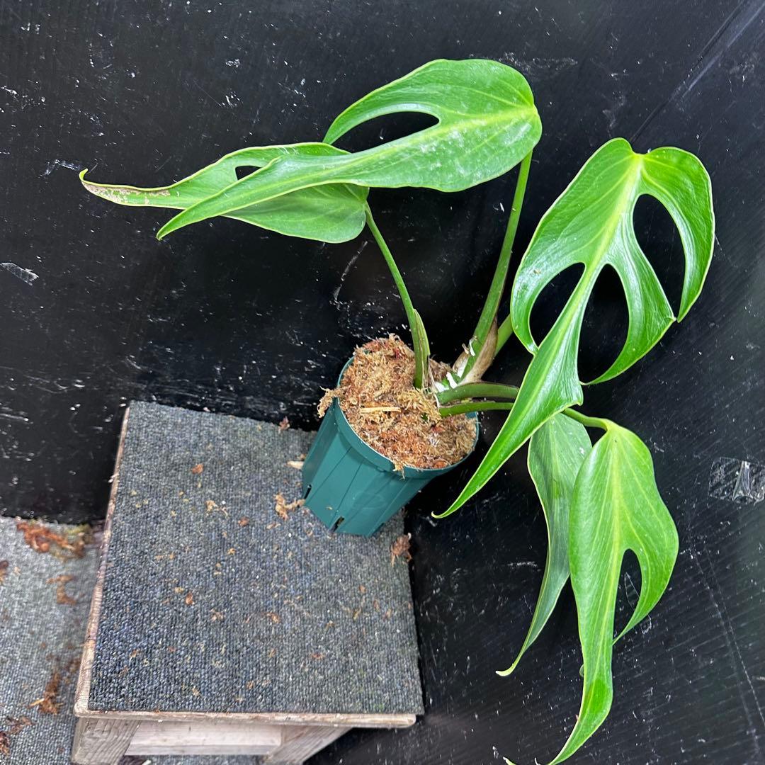 ミ*テ様 モンステラデリシオーサバールマルクスフレーム4号鉢植え大株美株レア