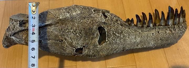 化石　レプリカ　恐竜　ティラノサウルス　T-REX 頭部　ラストワン　最後　値下