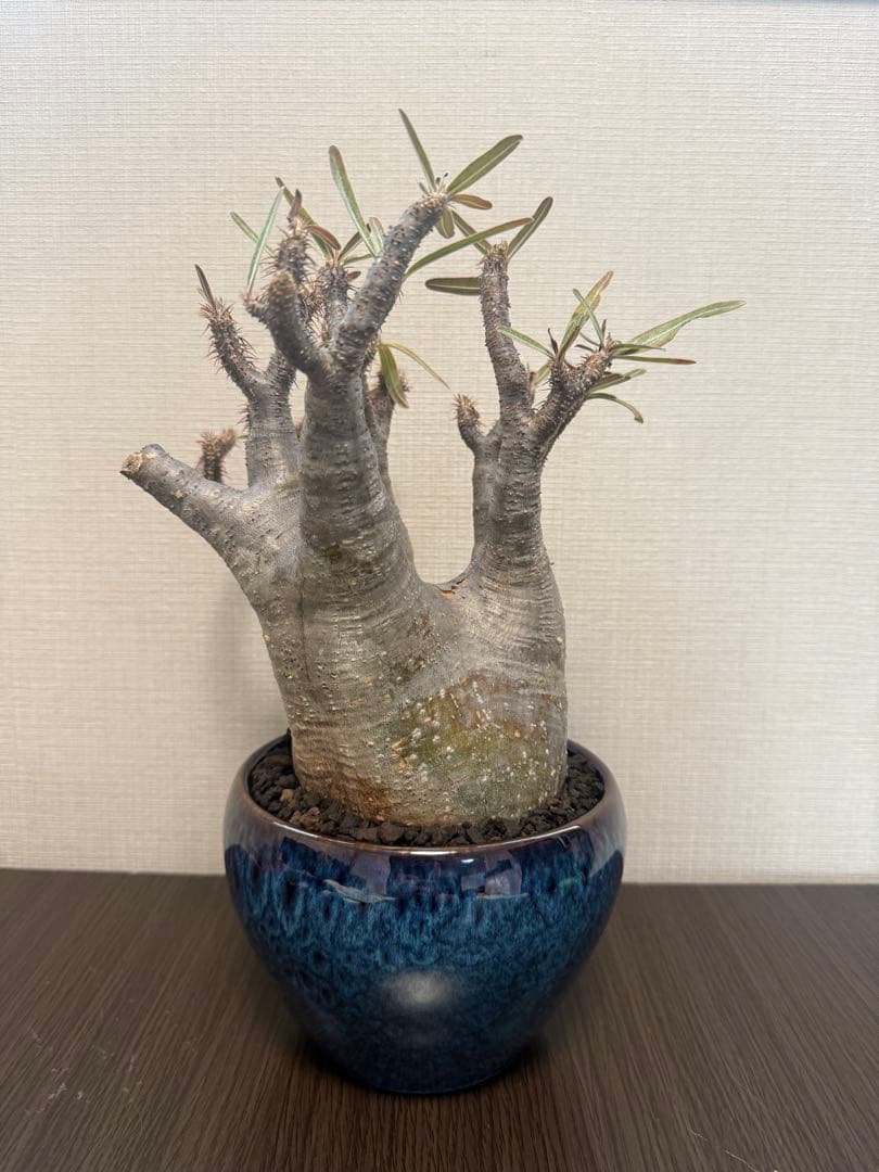 塊根植物 パキポディウムグラキリス