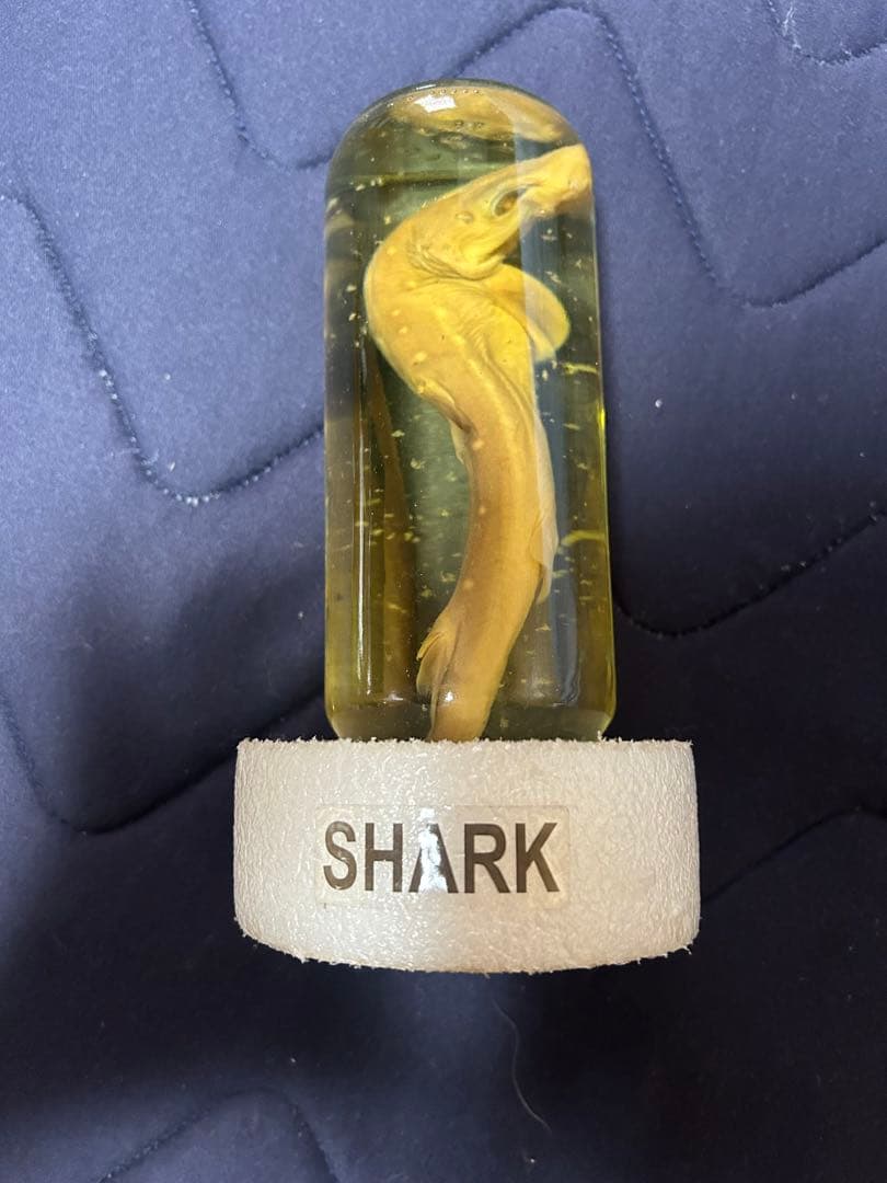 サメ　標本　ホルマリン漬け