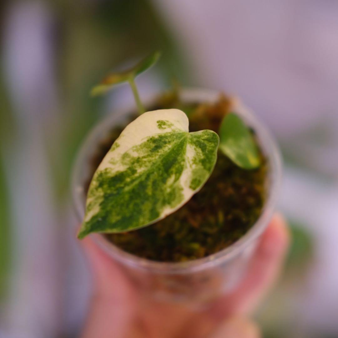 A. forgetii Aus var. × A. carlablackiae