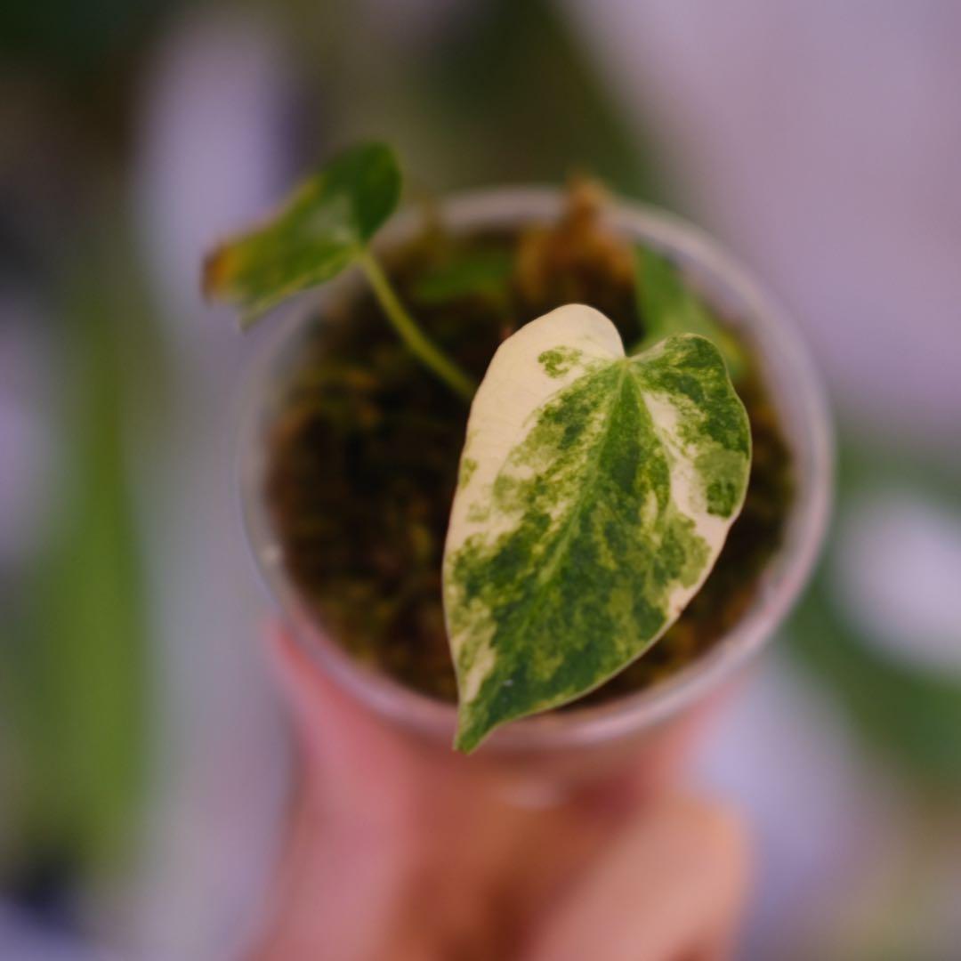 A. forgetii Aus var. × A. carlablackiae