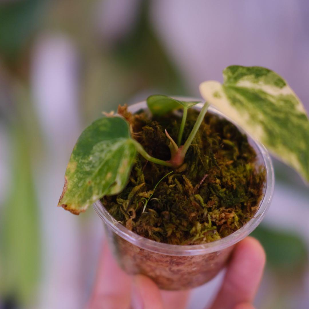 A. forgetii Aus var. × A. carlablackiae