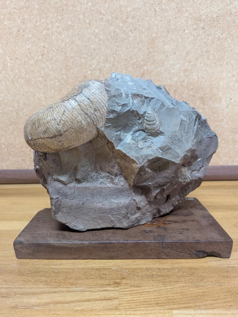 アンモナイト化石 12cm(291)