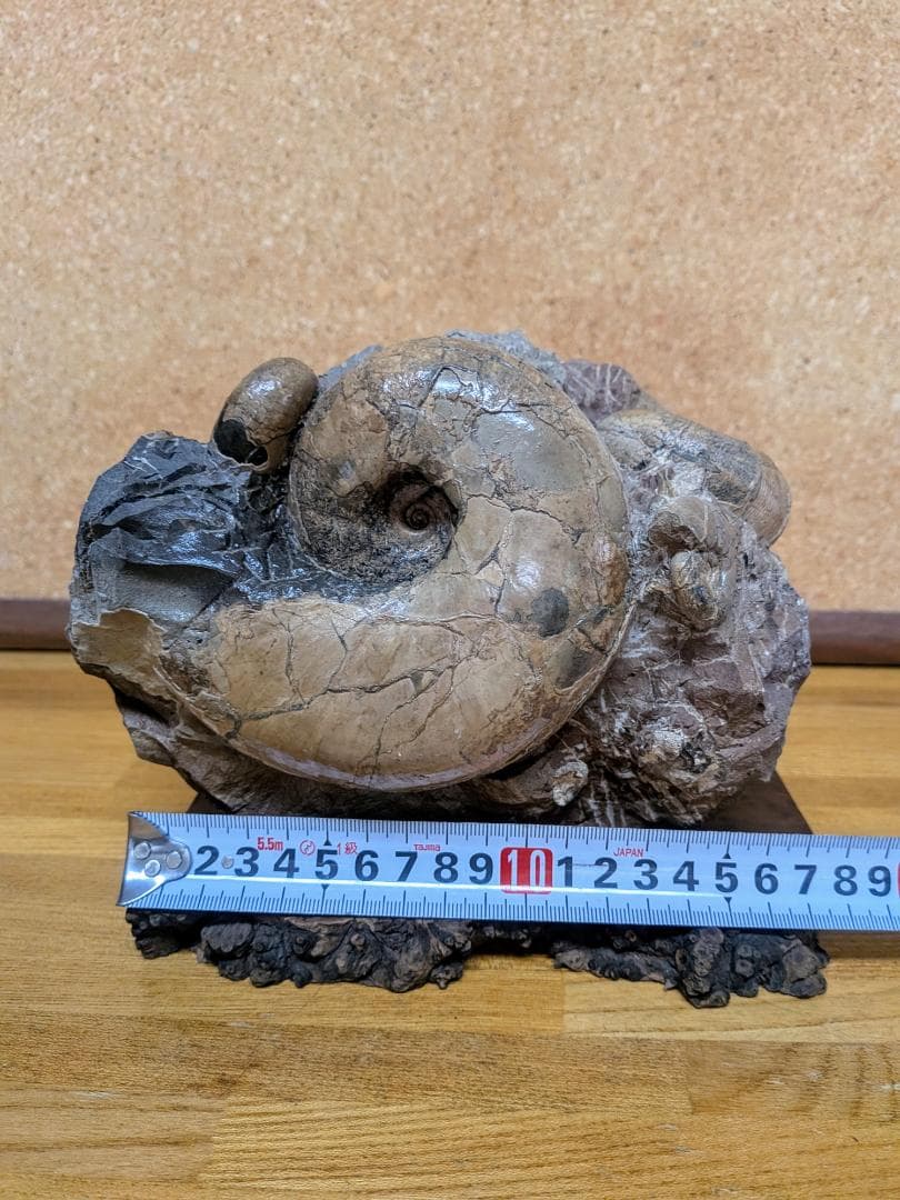 アンモナイト化石 12cm(291)